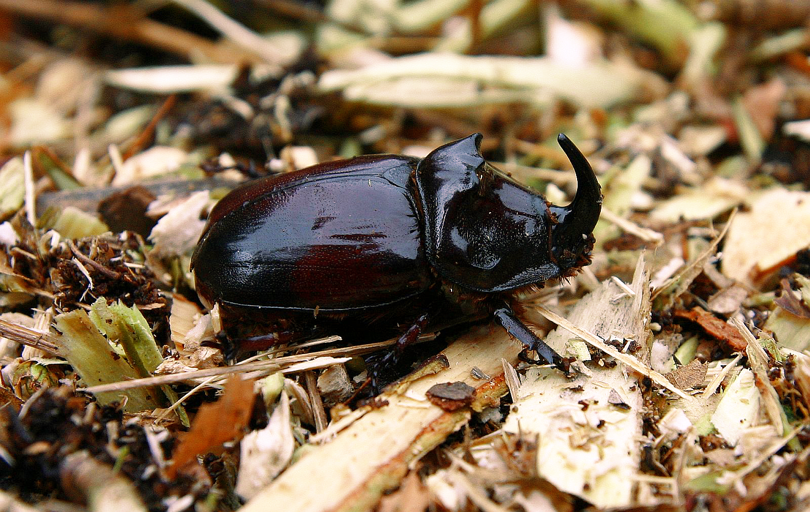 Nashornkäfer