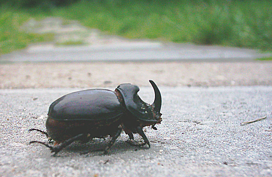 Nashornkäfer am Morgen