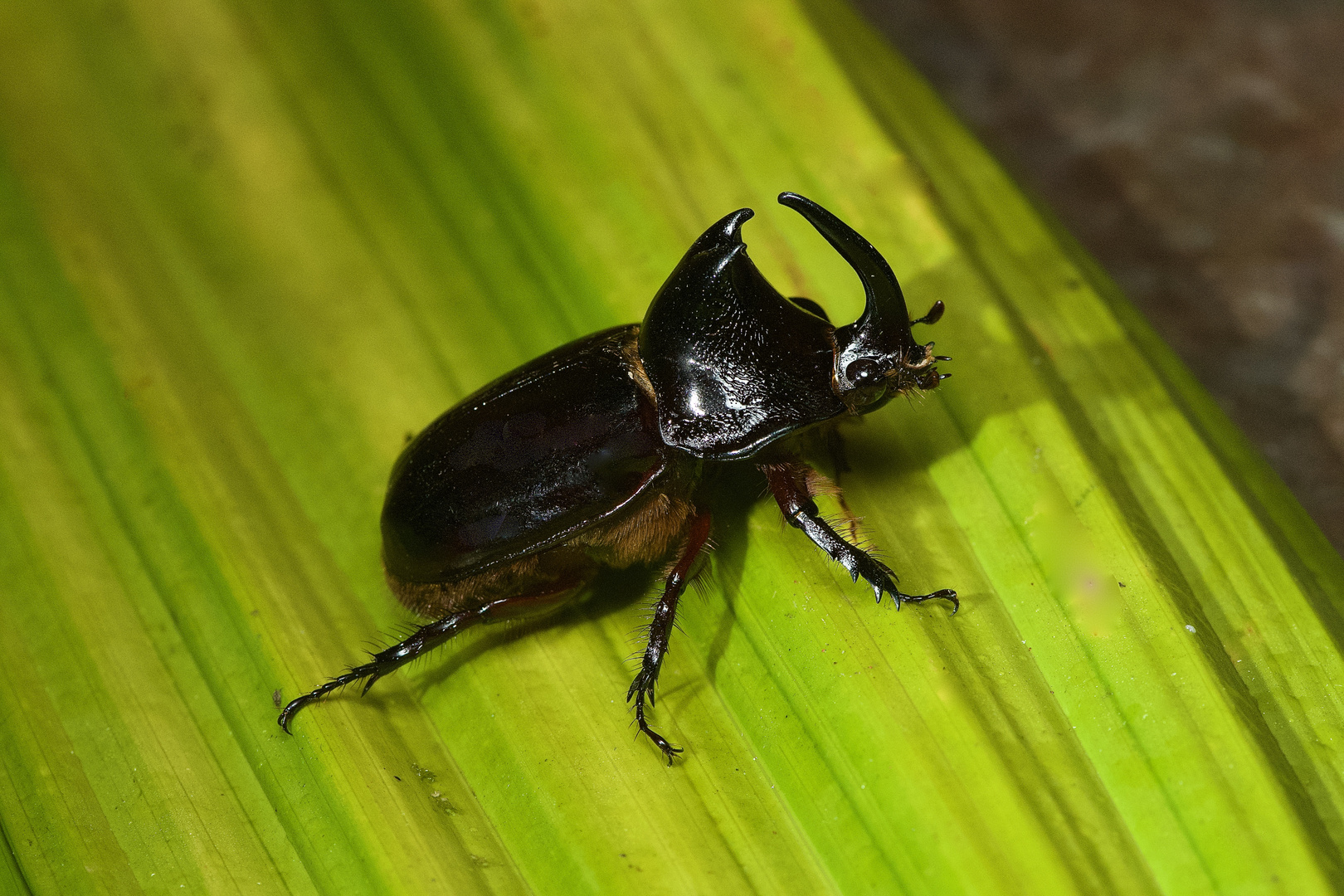 Nashornkäfer aus dem Bergregenwald von Peru