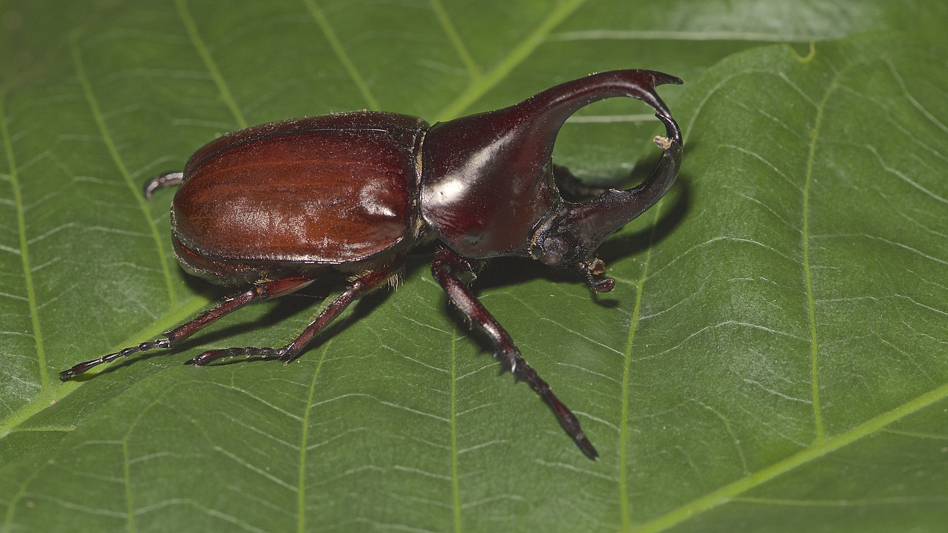 Nashornkäfer aus dem Tropischen Regenwald von Thailand