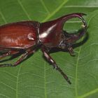 Nashornkäfer aus dem Tropischen Regenwald von Thailand