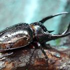 Nashornkäfer (Chalcosoma atlas)