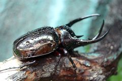 Nashornkäfer (Chalcosoma atlas)