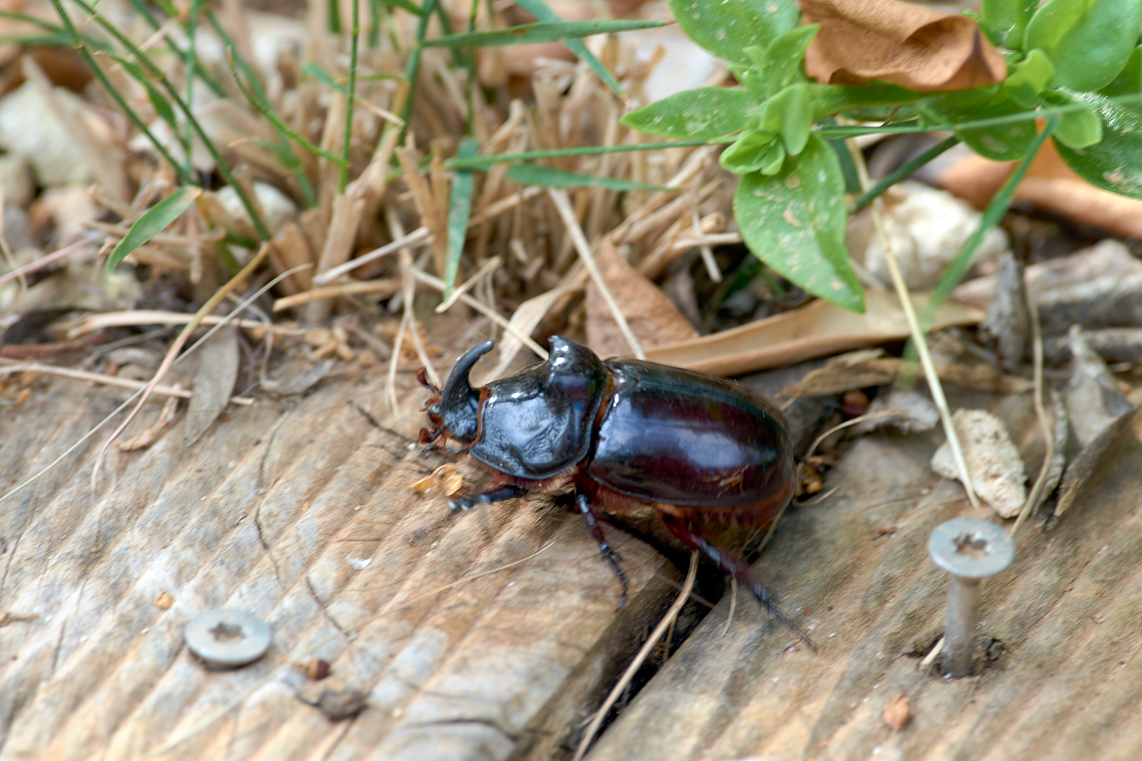 Nashornkäfer Foto & Bild | fauna, insekten, tiere Bilder auf fotocommunity