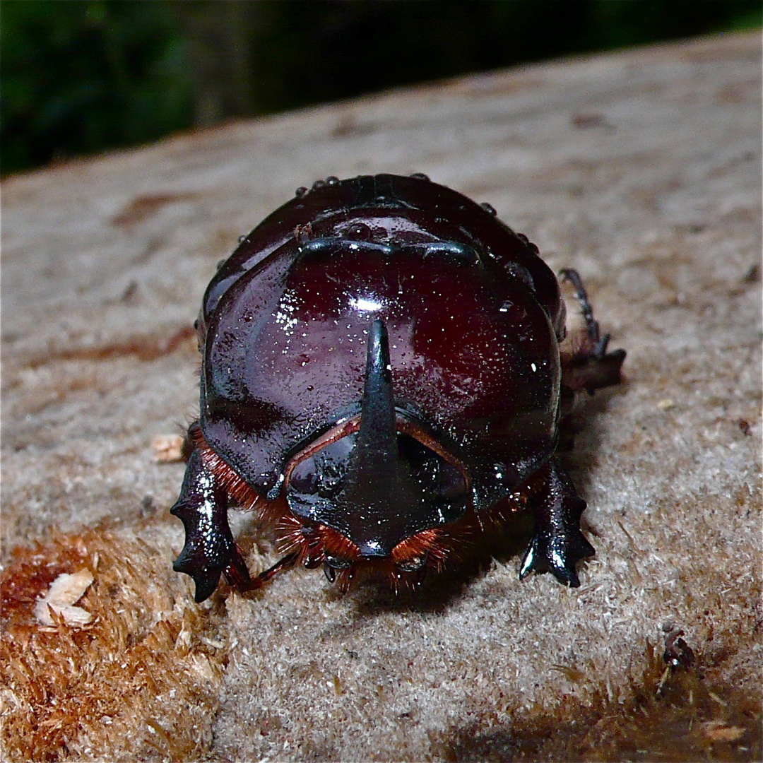 Nashornkäfer III - aus Grzimeks Tierleben Foto & Bild ...