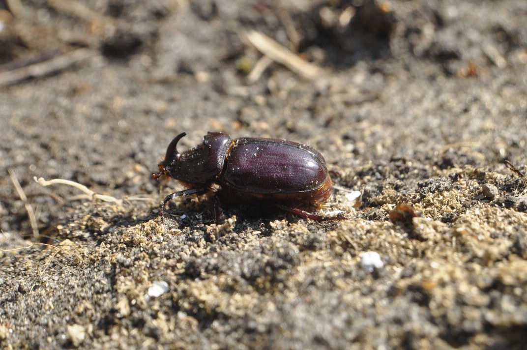 Nashornkäfer im April