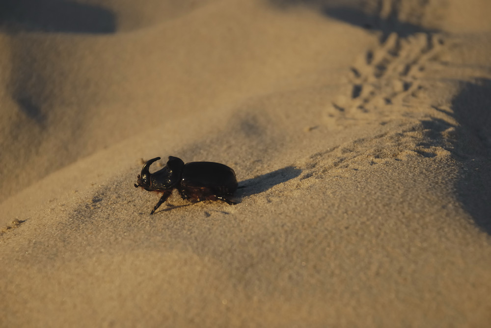 Nashornkäfer im Sand