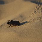 Nashornkäfer im Sand