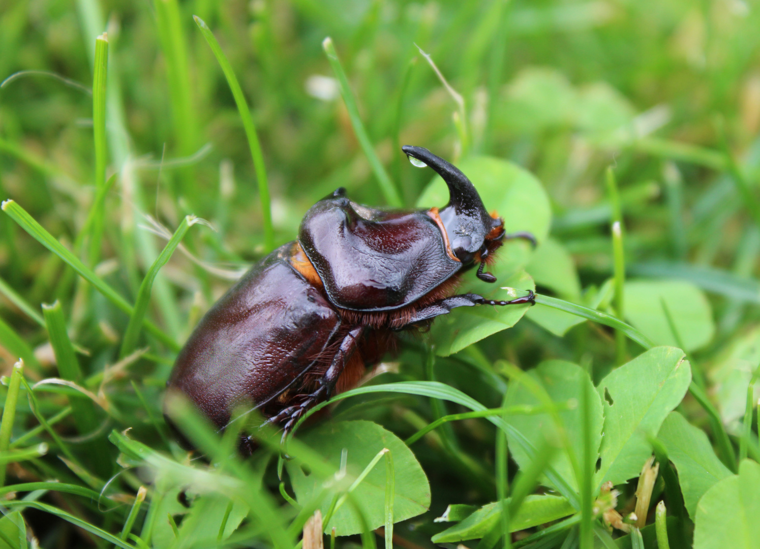 Nashornkäfer in meinem Garten.....