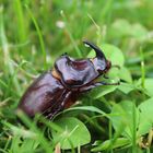 Nashornkäfer in meinem Garten.....