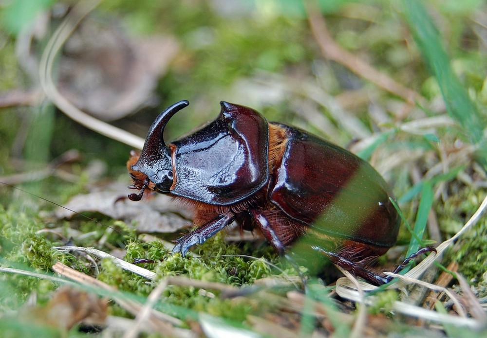 Nashornkäfer - Männchen