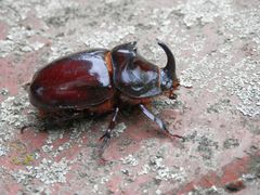 Nashornkäfer-Männchen (Oryctes nasicornis)