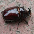 Nashornkäfer-Männchen (Oryctes nasicornis) im heimischen Garten