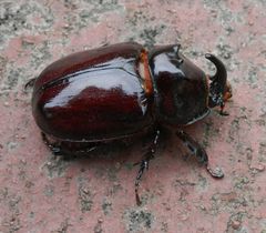 Nashornkäfer-Männchen (Oryctes nasicornis) im heimischen Garten