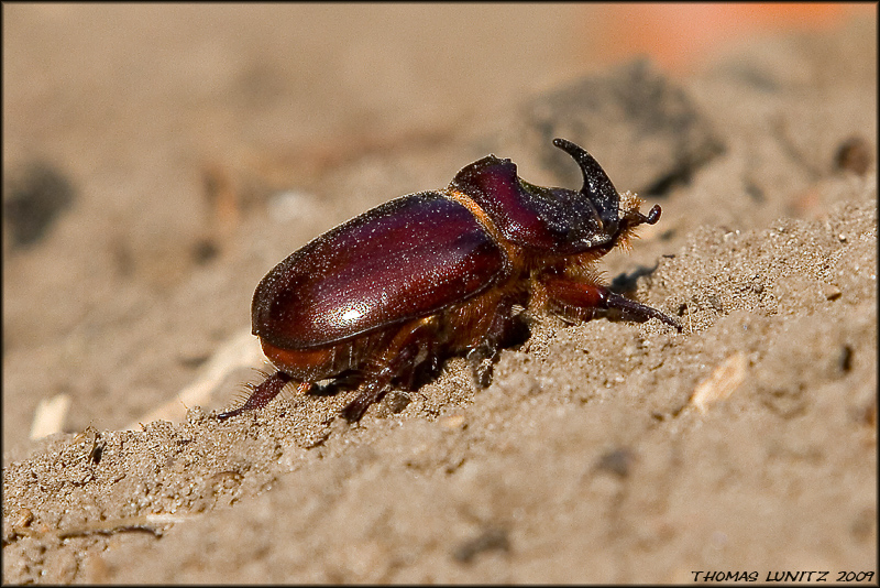 Nashornkäfer (Oryctes nasicornis)