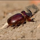 Nashornkäfer (Oryctes nasicornis)