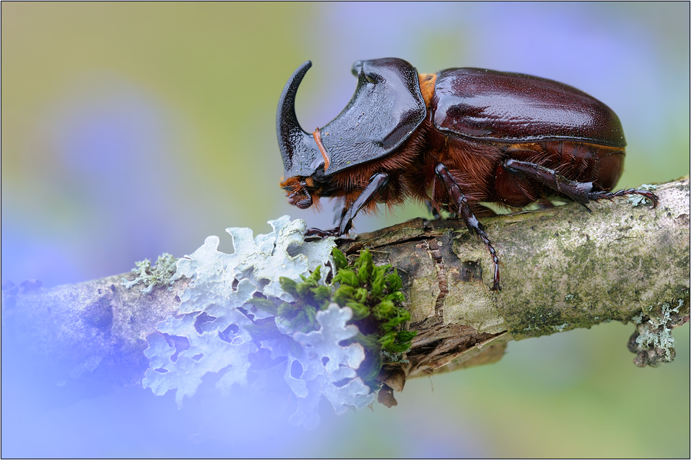 Nashornkäfer (Oryctes nasicornis)