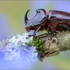 Nashornkäfer (Oryctes nasicornis)