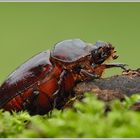 Nashornkäfer (Oryctes nasicornis)