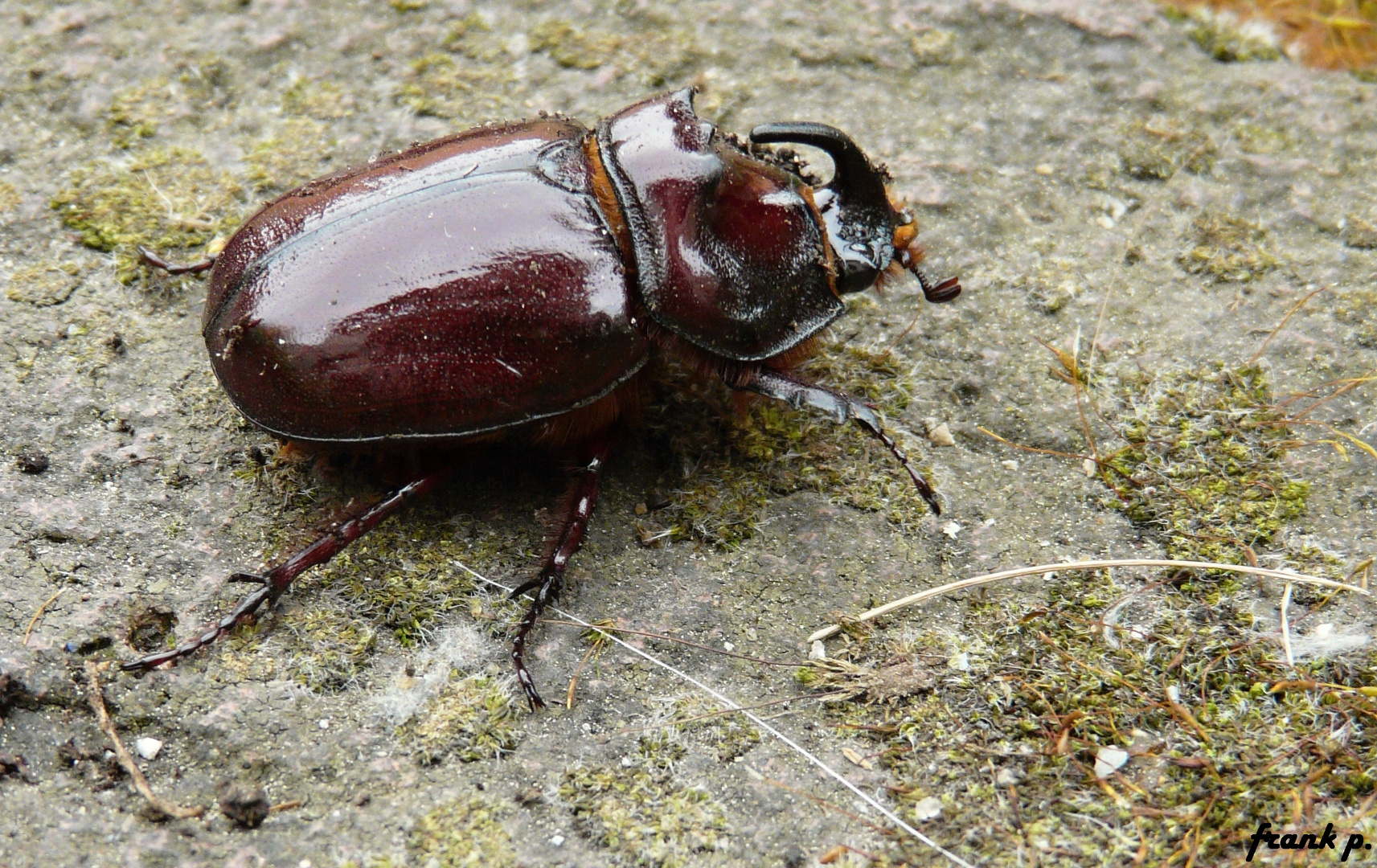 Nashornkäfer (Oryctes nasicornis)