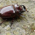 Nashornkäfer (Oryctes nasicornis)