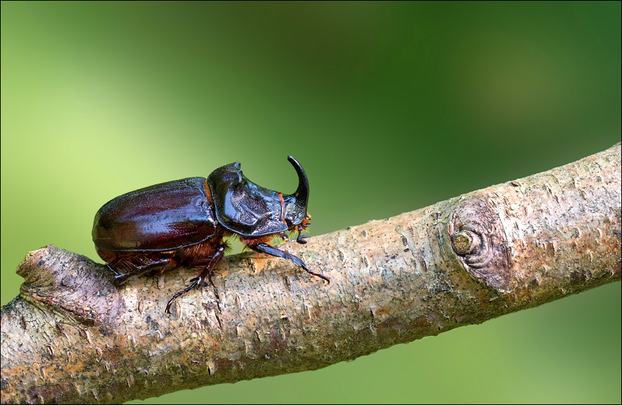 Nashornkäfer (Oryctes nasicornis)