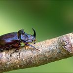 Nashornkäfer (Oryctes nasicornis)