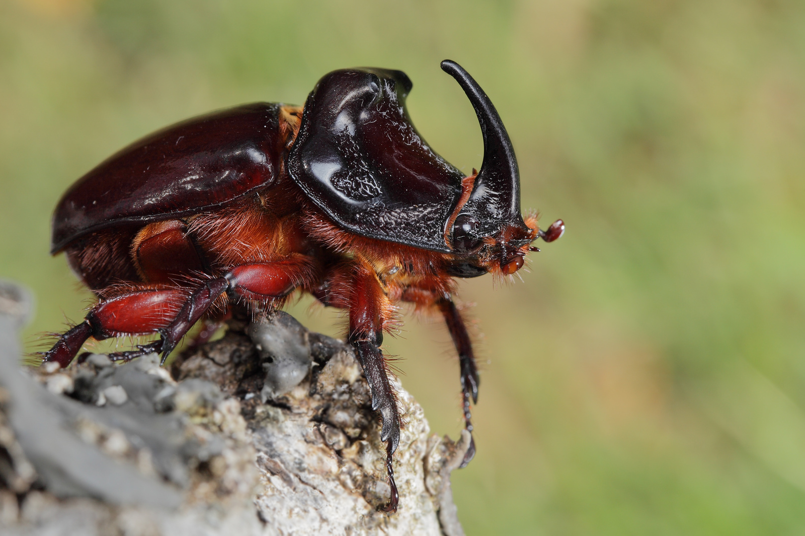 Nashornkäfer (Oryctes nasicornis)