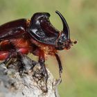 Nashornkäfer (Oryctes nasicornis)