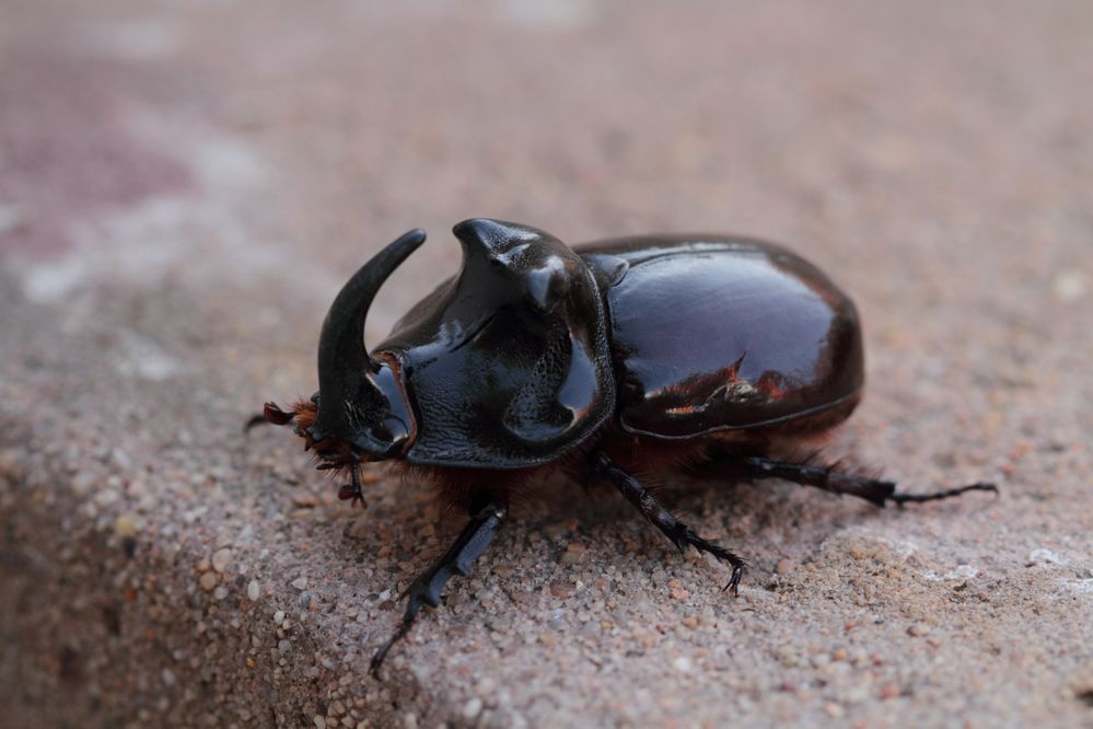 Nashornkäfer (Oryctes nasicornis)