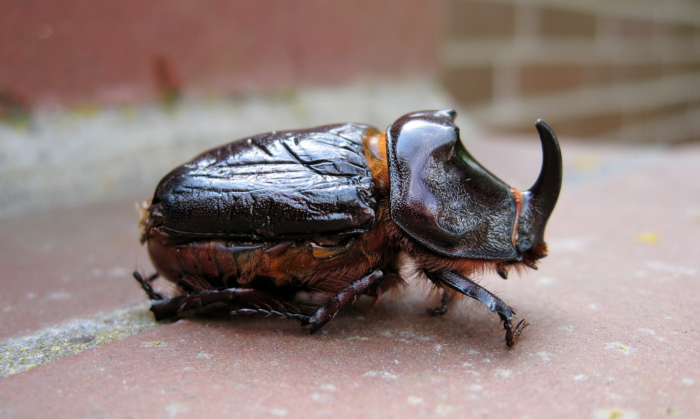 Nashornkäfer (Oryctes nasicornis)