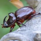 Nashornkäfer (Oryctes nasicornis)