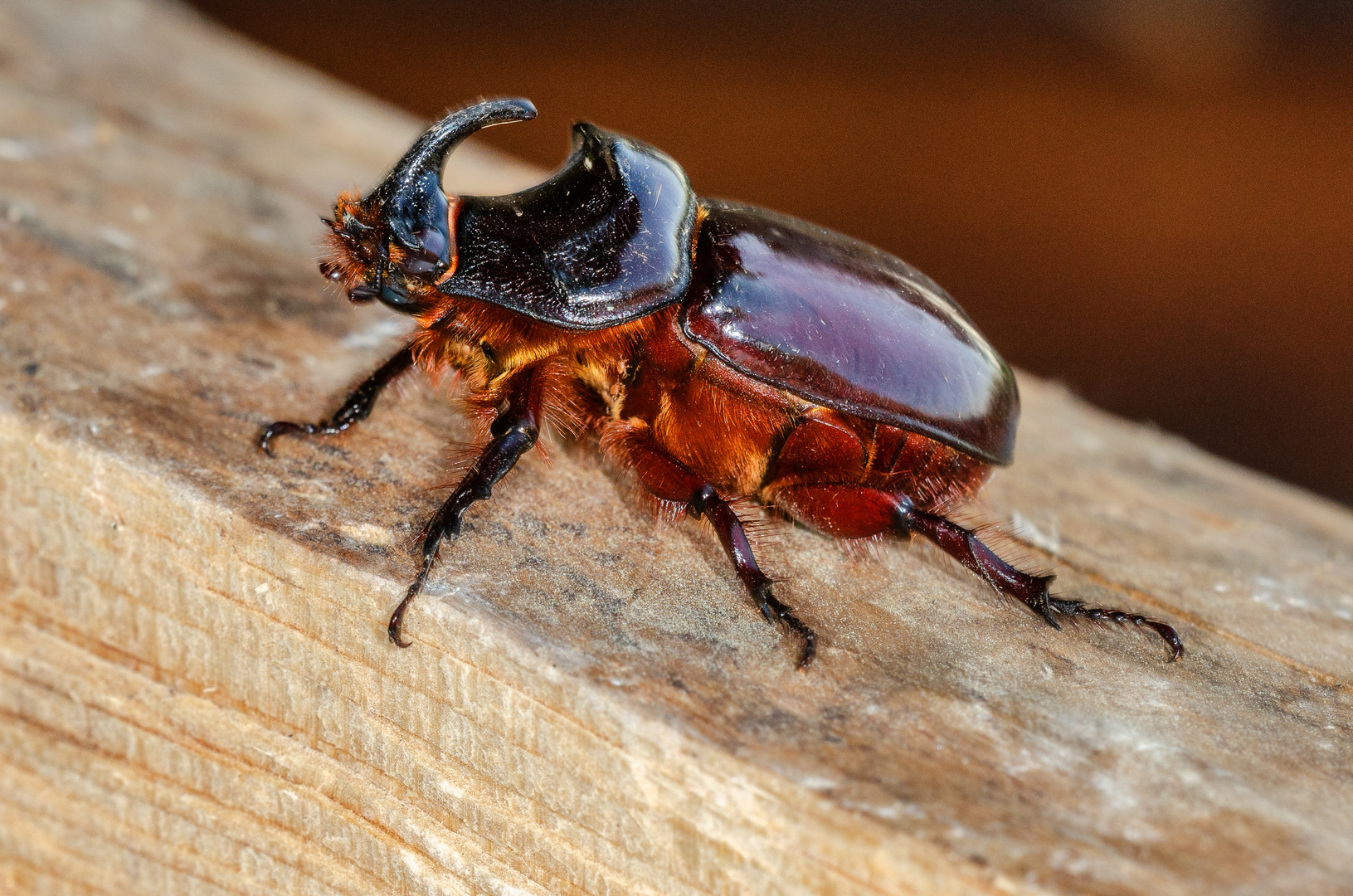 Nashornkäfer (Oryctes nasicornis)