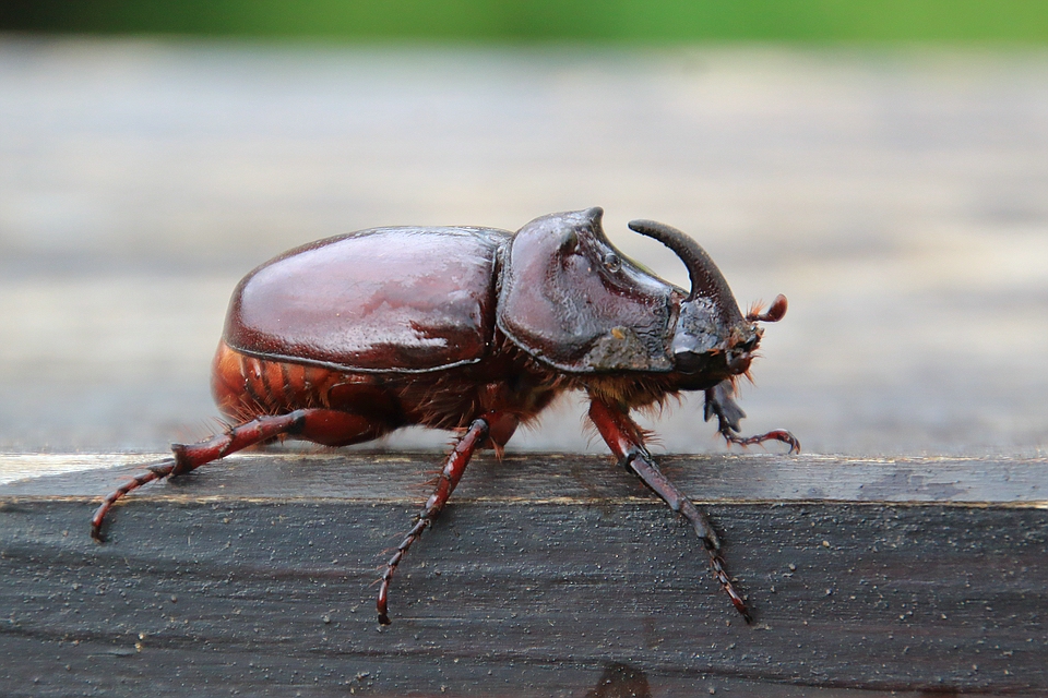 Nashornkäfer - Oryctes nasicornis