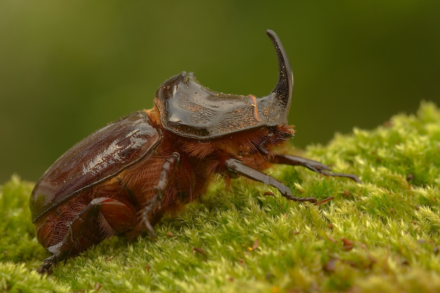 Nashornkäfer (Oryctes nasicornis)