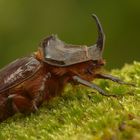 Nashornkäfer (Oryctes nasicornis)