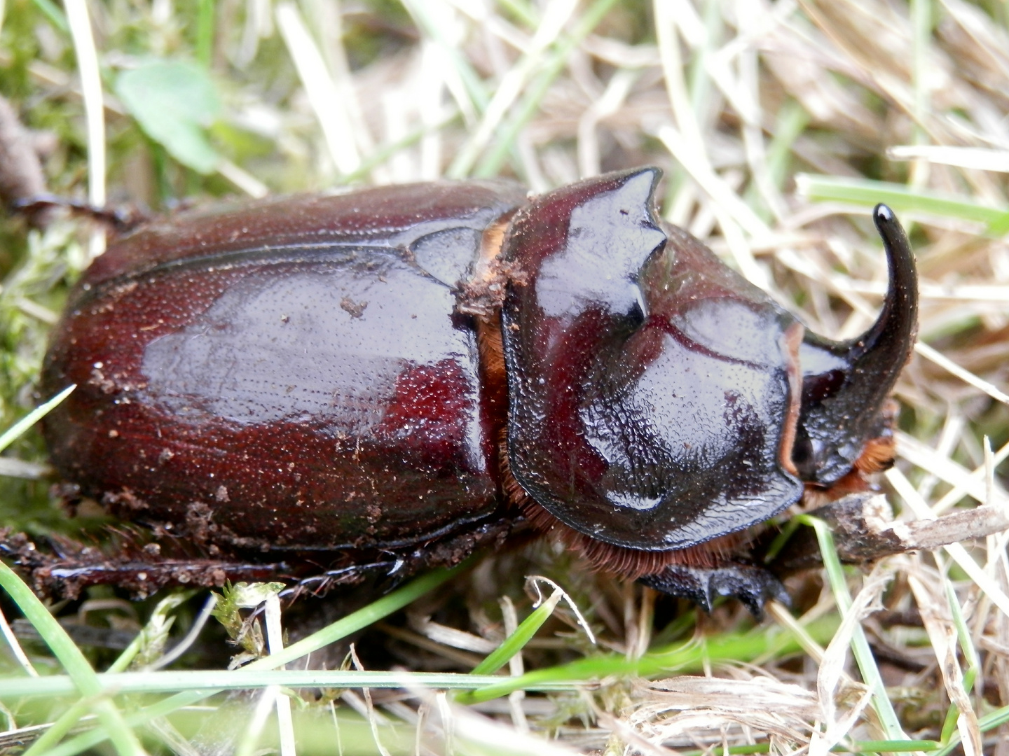 Nashornkäfer (Oryctes nasicornis)