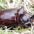 Nashornkäfer (Oryctes nasicornis)