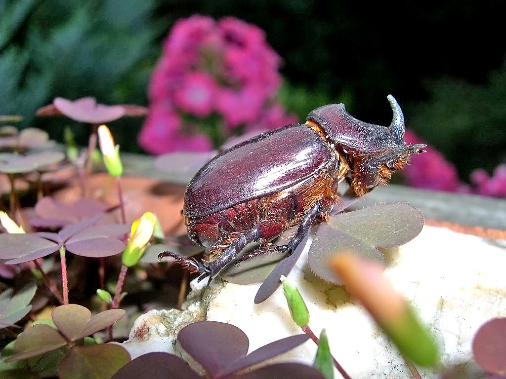 Nashornkäfer (Oryctes nasicornis)