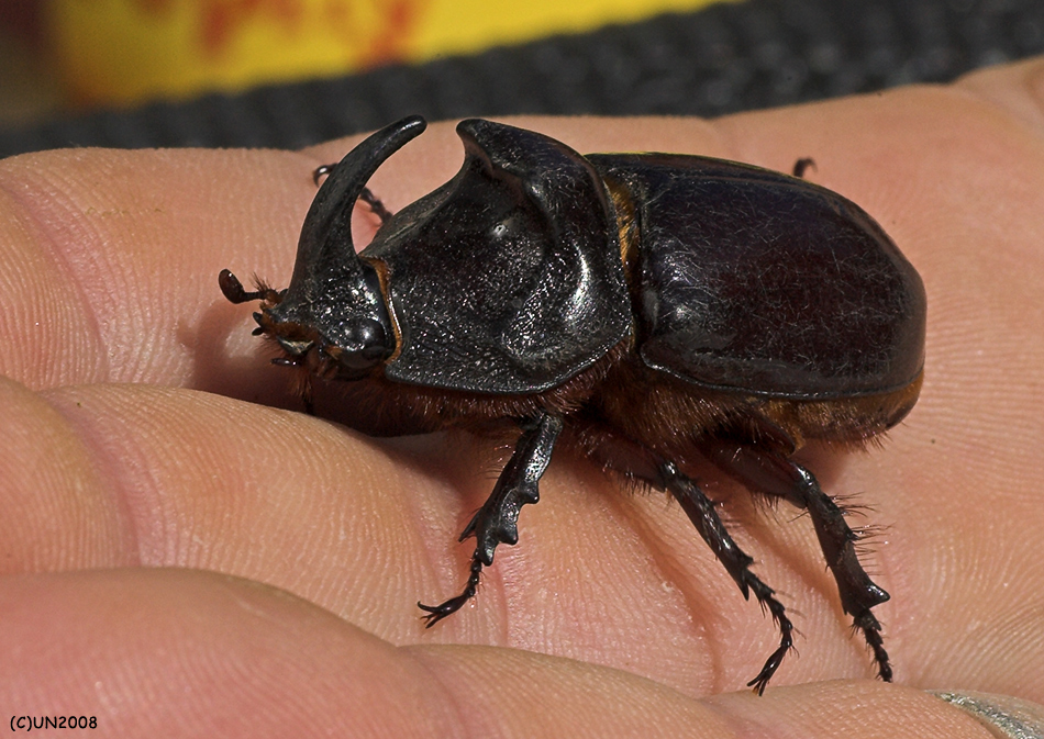 Nashornkäfer - Oryctes nasicornis