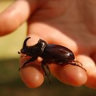 Nashornkäfer - Oryctes nasicornis. In weiten Teilen Deutschlands ausgestorben