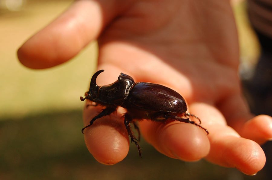 Nashornkäfer - Oryctes nasicornis. In weiten Teilen Deutschlands ausgestorben