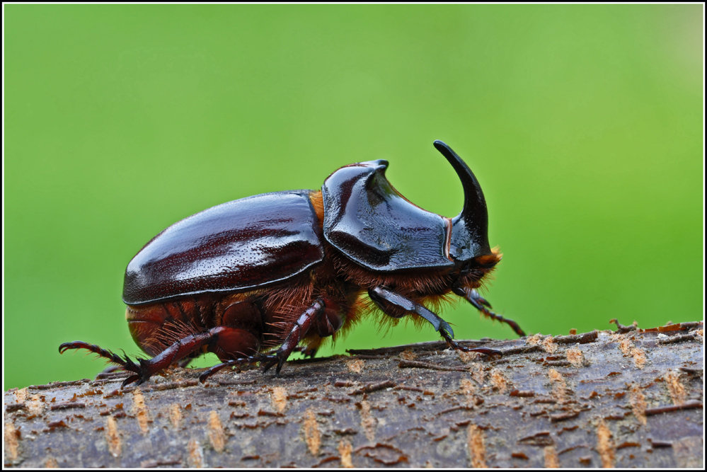 Nashornkäfer Oryctes nasicornis .... Männchen