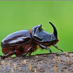 Nashornkäfer Oryctes nasicornis .... Männchen