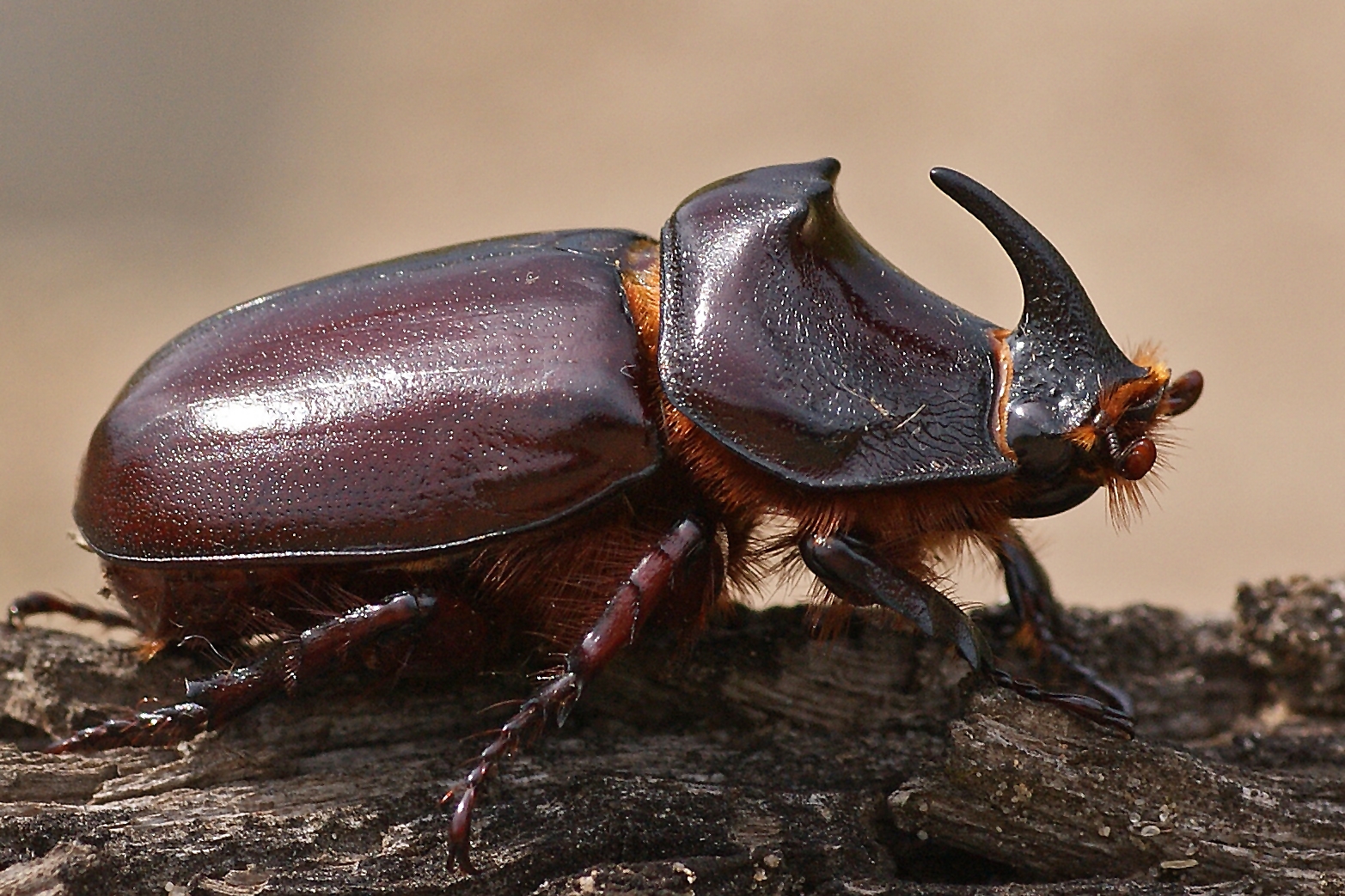 Nashornkäfer (Oryctes nasicornis), Männchen