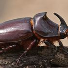 Nashornkäfer (Oryctes nasicornis), Männchen