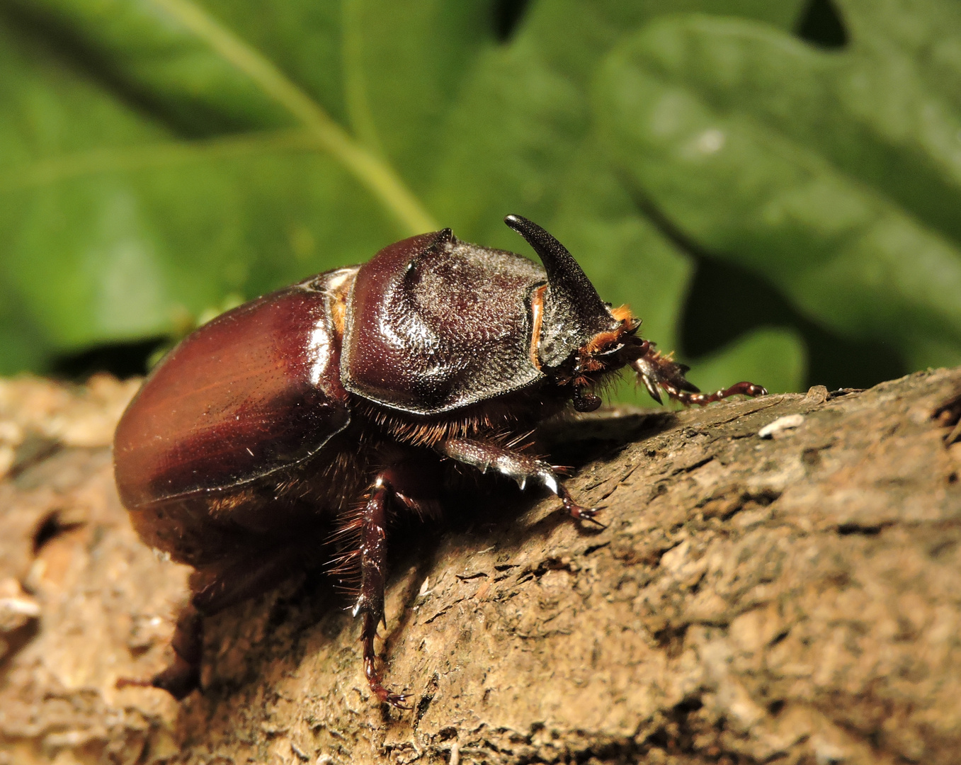 Nashornkäfer (Oryctes nasicornis), Männchen 