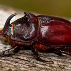 Nashornkäfer (Oryctes nasicornis, Männchen) Portrait