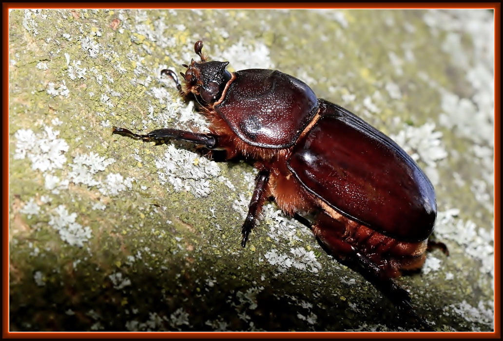 Nashornkäfer [Oryctes nasicornis] - Weibchen