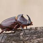 Nashornkäfer (Orystes nasicornis), Männchen